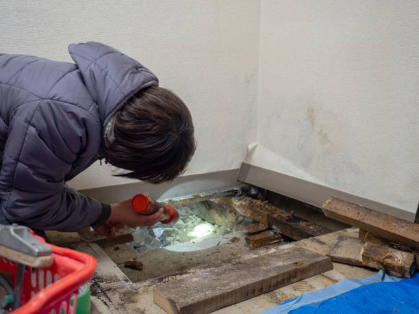 Best Emergency Mold Remediation  in El Dorado, AR