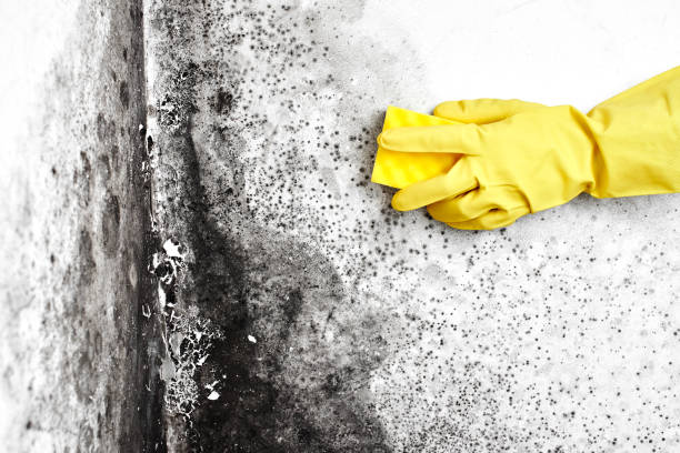 Best Post-Construction Mold Inspection  in El Dorado, AR
