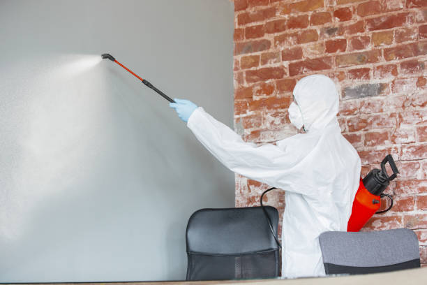 Best Asbestos and Lead Testing During Mold Inspection  in El Dorado, AR
