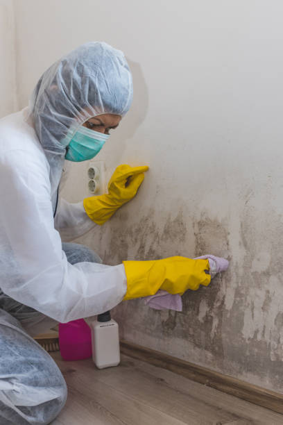 Best Commercial Mold Inspection  in El Dorado, AR