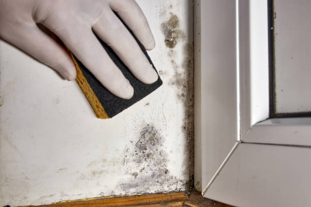 Best Environmental Consulting for Mold Prevention  in El Dorado, AR
