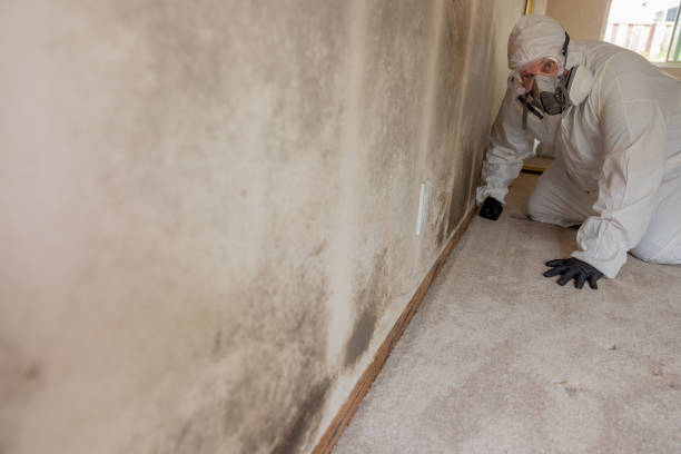 Best Industrial Mold Remediation  in El Dorado, AR